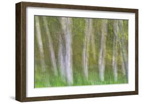 Alder Forest I-Kathy Mahan-Framed Photographic Print