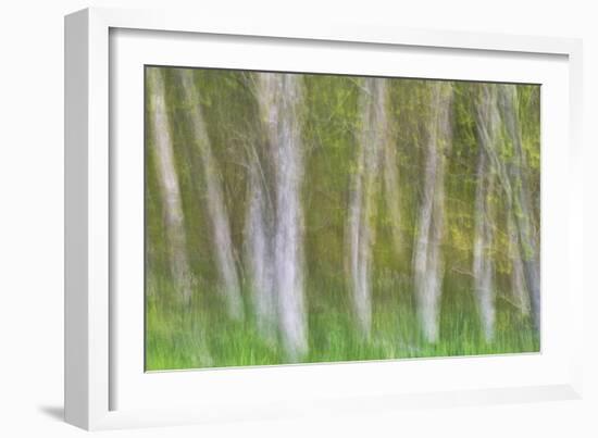 Alder Forest I-Kathy Mahan-Framed Photographic Print