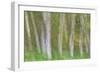 Alder Forest I-Kathy Mahan-Framed Photographic Print