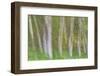 Alder Forest I-Kathy Mahan-Framed Photographic Print