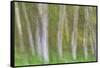 Alder Forest I-Kathy Mahan-Framed Stretched Canvas