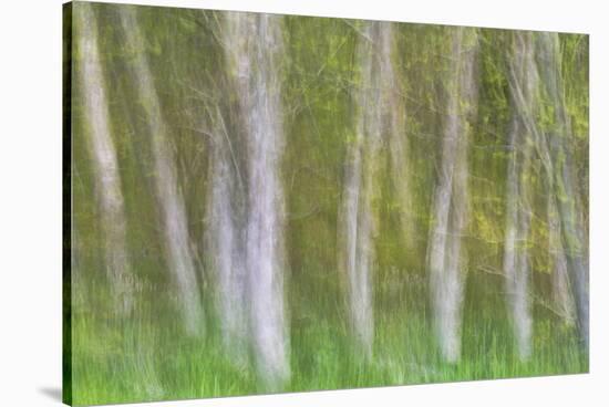 Alder Forest I-Kathy Mahan-Stretched Canvas