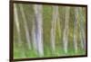 Alder Forest I-Kathy Mahan-Framed Photographic Print