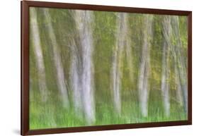 Alder Forest I-Kathy Mahan-Framed Photographic Print