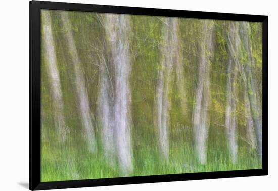 Alder Forest I-Kathy Mahan-Framed Photographic Print