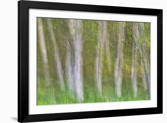 Alder Forest I-Kathy Mahan-Framed Photographic Print