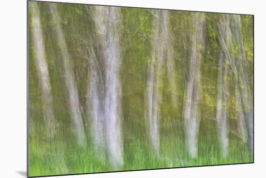 Alder Forest I-Kathy Mahan-Mounted Photographic Print