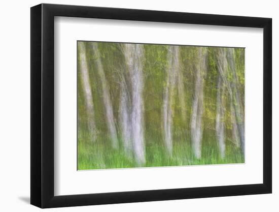 Alder Forest I-Kathy Mahan-Framed Premium Photographic Print