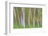 Alder Forest I-Kathy Mahan-Framed Premium Photographic Print