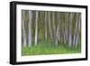 Alder Forest II-Kathy Mahan-Framed Premium Photographic Print