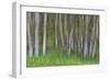 Alder Forest II-Kathy Mahan-Framed Premium Photographic Print