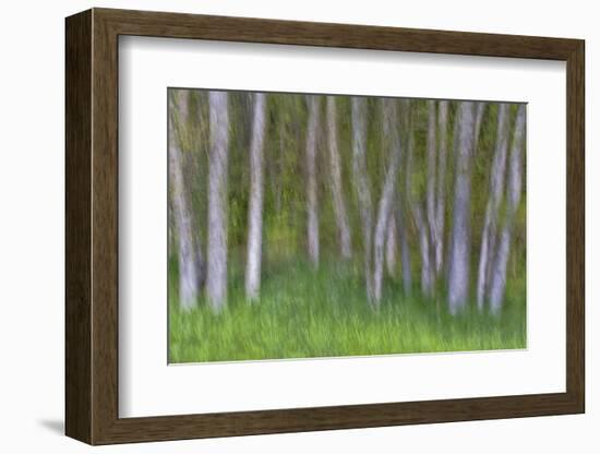 Alder Forest II-Kathy Mahan-Framed Photographic Print