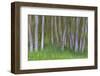 Alder Forest II-Kathy Mahan-Framed Photographic Print