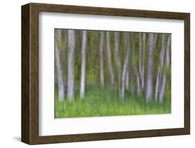 Alder Forest II-Kathy Mahan-Framed Photographic Print