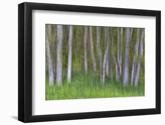 Alder Forest II-Kathy Mahan-Framed Photographic Print