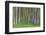 Alder Forest II-Kathy Mahan-Framed Photographic Print