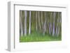 Alder Forest II-Kathy Mahan-Framed Photographic Print