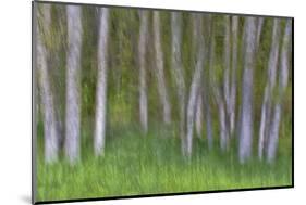 Alder Forest II-Kathy Mahan-Mounted Photographic Print