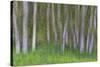 Alder Forest II-Kathy Mahan-Stretched Canvas