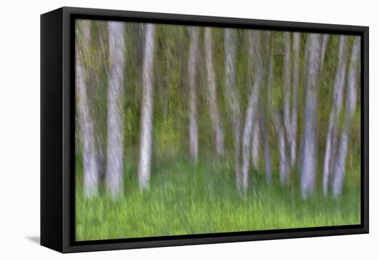 Alder Forest II-Kathy Mahan-Framed Stretched Canvas