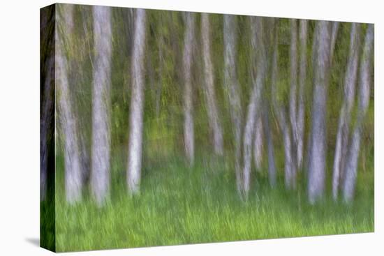 Alder Forest II-Kathy Mahan-Stretched Canvas