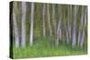 Alder Forest II-Kathy Mahan-Stretched Canvas