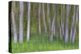 Alder Forest II-Kathy Mahan-Stretched Canvas