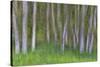 Alder Forest II-Kathy Mahan-Stretched Canvas