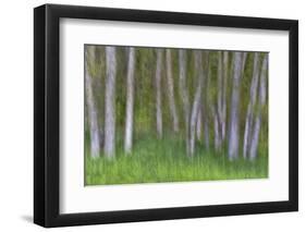 Alder Forest II-Kathy Mahan-Framed Premium Photographic Print