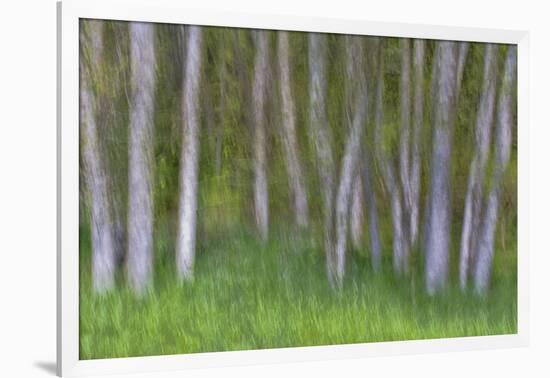 Alder Forest II-Kathy Mahan-Framed Photographic Print