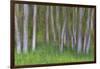 Alder Forest II-Kathy Mahan-Framed Photographic Print