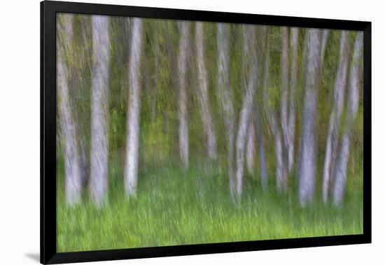 Alder Forest II-Kathy Mahan-Framed Photographic Print