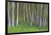 Alder Forest II-Kathy Mahan-Framed Photographic Print