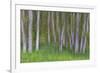 Alder Forest II-Kathy Mahan-Framed Photographic Print