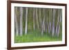 Alder Forest II-Kathy Mahan-Framed Photographic Print