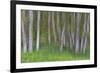 Alder Forest II-Kathy Mahan-Framed Photographic Print