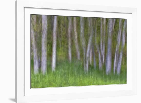 Alder Forest II-Kathy Mahan-Framed Photographic Print