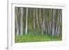 Alder Forest II-Kathy Mahan-Framed Photographic Print