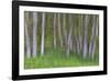 Alder Forest II-Kathy Mahan-Framed Photographic Print