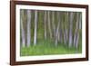 Alder Forest II-Kathy Mahan-Framed Photographic Print