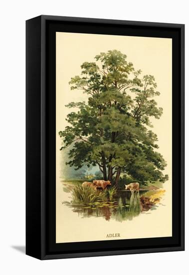 Alder Tree-W.h.j. Boot-Framed Stretched Canvas