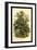 Alder Tree-W.h.j. Boot-Framed Art Print