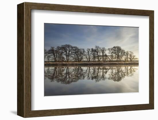 Alder Trees (Alnus Hirsuta) Silhouetted and Reflected in River Spey in Winter, Cairngorms Np, UK-Mark Hamblin-Framed Photographic Print