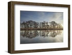 Alder Trees (Alnus Hirsuta) Silhouetted and Reflected in River Spey in Winter, Cairngorms Np, UK-Mark Hamblin-Framed Photographic Print