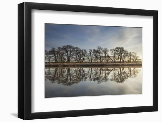 Alder Trees (Alnus Hirsuta) Silhouetted and Reflected in River Spey in Winter, Cairngorms Np, UK-Mark Hamblin-Framed Photographic Print