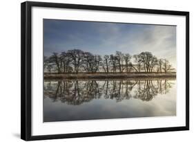 Alder Trees (Alnus Hirsuta) Silhouetted and Reflected in River Spey in Winter, Cairngorms Np, UK-Mark Hamblin-Framed Photographic Print