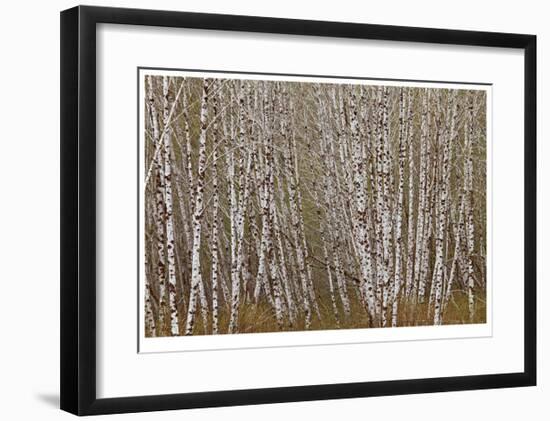 Alder Trees Olympic National Park-Donald Paulson-Framed Giclee Print