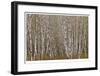 Alder Trees Olympic National Park-Donald Paulson-Framed Giclee Print