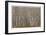 Alder Trees Olympic National Park-Donald Paulson-Framed Giclee Print