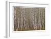 Alder Trees Olympic National Park-Donald Paulson-Framed Giclee Print